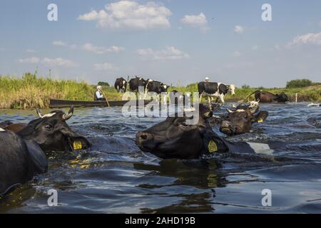 Kühe über die biebrza Fluss Stockfoto