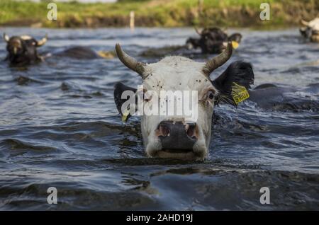 Portrait von Kuh über die biebrza Fluss Stockfoto