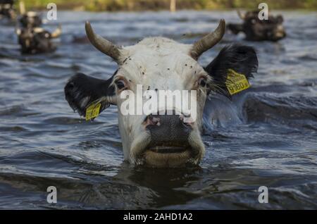Portrait von Kuh über die biebrza Fluss Stockfoto