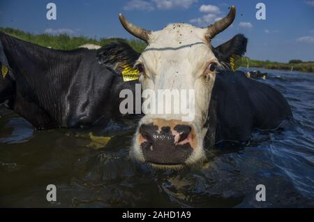 Portrait von Kuh über die biebrza Fluss Stockfoto