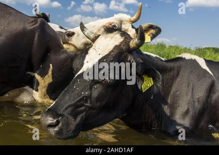 Portrait von Kuh über die biebrza Fluss Stockfoto