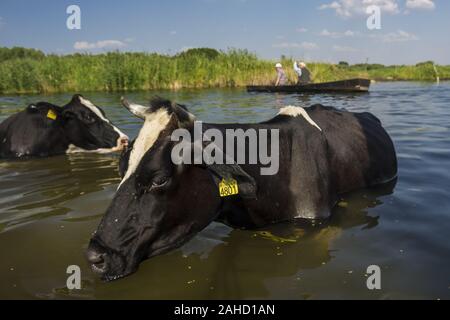 Portrait von Kuh über die biebrza Fluss Stockfoto