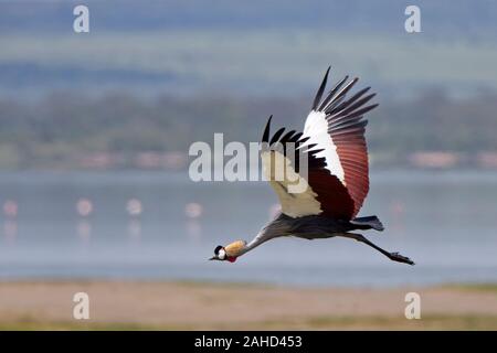 Grau gekrönt Kran, (Balearica regulorum gibbericeps), im Flug, Lake Elementaita, Rift Valley Kenia. Stockfoto
