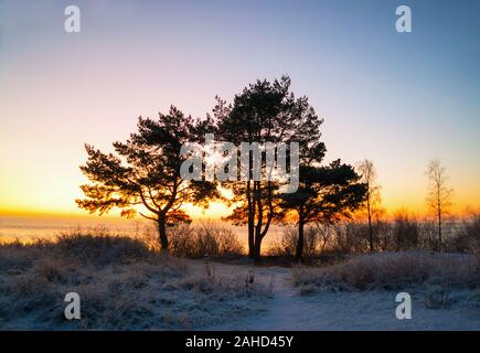 Die ersten Strahlen der Sonne über dem Ladogasee am Morgen im Winter. Silhouetten der Bäume auf dem Schnee Bank. Region Leningrad. Stockfoto