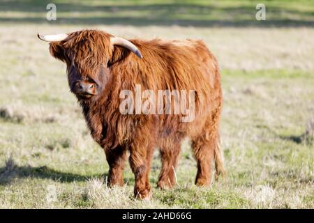 Shetland kuh weide Stockfoto