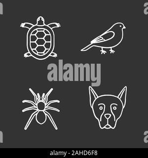Haustiere chalk Symbole gesetzt. Schildkröte, kanarischen, Spinne, Dobermann. Isolierte vektor Tafel Abbildungen Stock Vektor