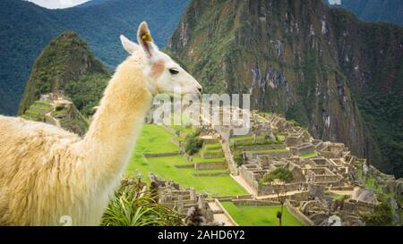 Wilde Lamas in der Stadt von Machu Picchu Stockfoto