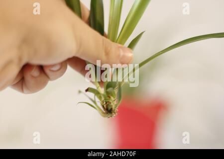 Propogating baby spider Pflanze, vor kurzem Abschneiden und bereit zur Anlage Stockfoto