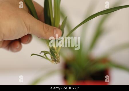 Propogating baby spider Pflanze, vor kurzem Abschneiden und bereit zur Anlage Stockfoto