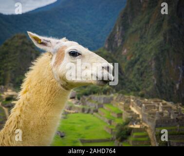 Wilde Lamas in der Stadt von Machu Picchu Stockfoto