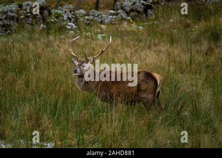 Red Deer Hirsch (Cervus elaphus) in den schottischen Highlands von Sutherland Schottland Großbritannien Stockfoto