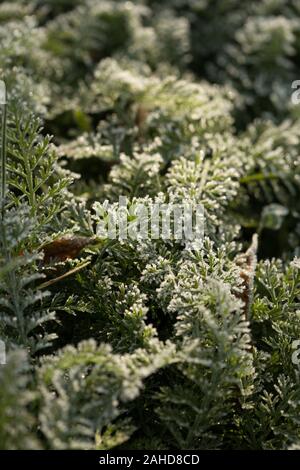 Farn grünes Laub mit Rauhreif im Winter. Frosen winter Farnblätter. Frozing Blätter im Winter. Stockfoto