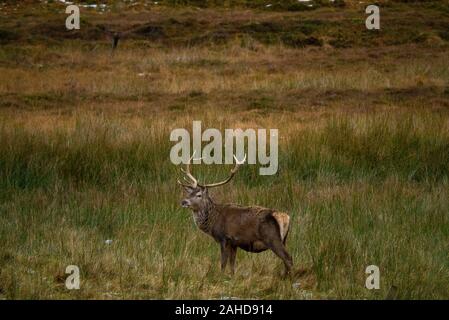 Red Deer Hirsch (Cervus elaphus) in den schottischen Highlands von Sutherland Schottland Großbritannien Stockfoto