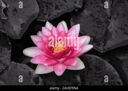 Schöne rosa Seerose umgeben von dunklen Blätter auf einem Teich (selektive Farben abgebaut) Stockfoto