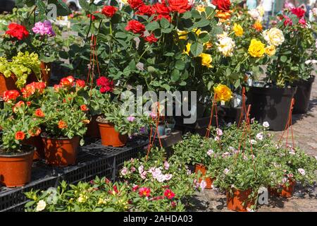 Verkauf von Blumentöpfe mit ornamentalen Blumen im Freien auf der Farmers Market Stockfoto