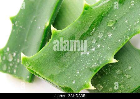 Frische Aloe Vera Blätter mit Wassertropfen auf weißem Hintergrund in enger isoliert - oben Stockfoto