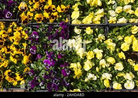 Verkauf von Pflanzgut von Stiefmütterchen Viola Blumen in verschiedenen Farben in den Feldern auf dem Markt Stockfoto