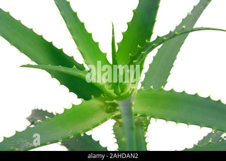 Nasse Aloe Vera Pflanze mit Wassertropfen auf weißem Hintergrund in enger isoliert - oben Stockfoto