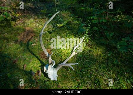 Deer skull auf Moos im Wald, Prince Albert National Park, Saskatchewan, Kanada Stockfoto