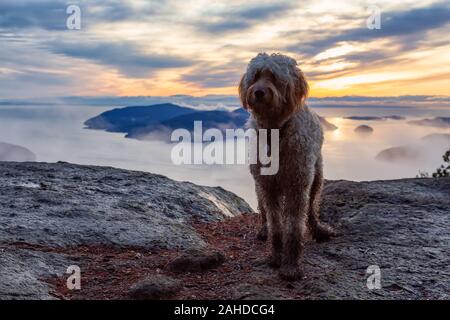 Hund Wandern in den Bergen Stockfoto