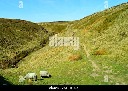 Zwei Schafe auf den Hügeln des Derbyshire Landschaft Stockfoto