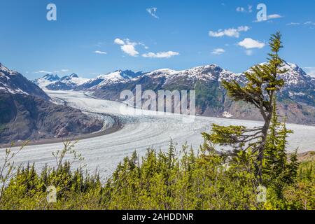 Weatherd Baum mit Lachs Gletscher- und Bergwelt in der Rückseite Stockfoto