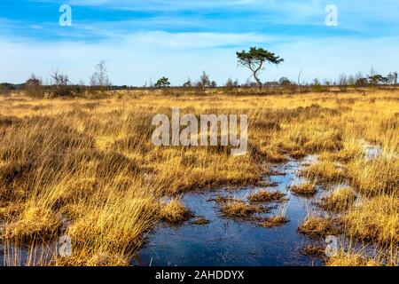 Die malerische Landschaft im Nationalpark Kalmthout, Belgien Stockfoto