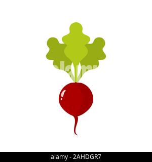 Radieschen isoliert auf weißem Hintergrund. Rote Rübe mit grünen Blättern. Gesunde Gemüse reich an Vitaminen und Antioxidantien. Raphanus sativus. Vektoren Stock Vektor