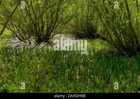 Weiden und Wasser Unkraut wächst in den Fluss Wye an monsal Dale im Peak District in der Mitte des Sommers Stockfoto