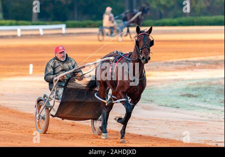 Pinehurst, North Carolina, USA. 28 Dez, 2019. Dez. 28, 2019 - Pinehurst, N.C., USA - HOMER HOCHSTETLER Übungen eines seiner Pferde im Winter Training an der Pinehurst Fahren & Training Club, Pinehurst Kabelbaum Track, Pinehurst, North Carolina. Homer Hochstetler Rennställe ist eine von vielen Kabelbaum Racers aus dem Nordosten der USA, die zu Pinehurst für das Wintertraining. Credit: Timothy L. Hale/ZUMA Draht/Alamy leben Nachrichten Stockfoto