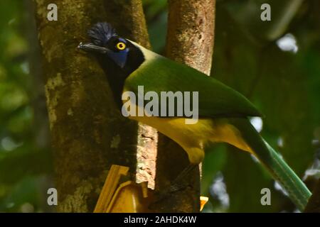 Inca oder Green Jay (Cyanocorax yncas), Jardin, Kolumbien Stockfoto