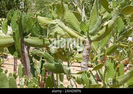 Kultivierung von Kakteen zu Hause und in der tropfbewässerung. Landschaft von Kakteen. Cactus Feld Stockfoto