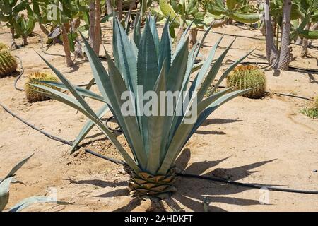 Kultivierung von Kakteen zu Hause und in der tropfbewässerung. Landschaft von Kakteen. Cactus Feld Stockfoto