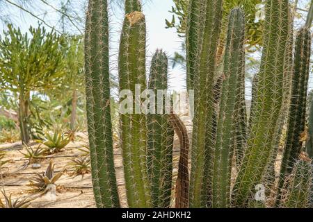 Kultivierung von Kakteen zu Hause und in der tropfbewässerung. Landschaft von Kakteen. Cactus Feld Stockfoto