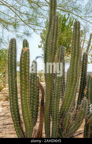 Kultivierung von Kakteen zu Hause und in der tropfbewässerung. Landschaft von Kakteen. Cactus Feld Stockfoto