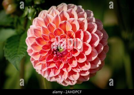 Detaillierte Nahaufnahme von einem schönen orange und pink Dekorative "Hillcrest Suffusion' Dahlie Blume blühen in den hellen Sonnenschein Stockfoto