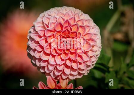 Detaillierte Nahaufnahme von einem schönen orange und pink Dekorative "Hillcrest Suffusion' Dahlie Blume blühen in den hellen Sonnenschein Stockfoto