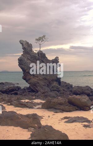 Einsamer Baum auf einem Felsen am Strand von Phuket, Thailand wächst. Stockfoto