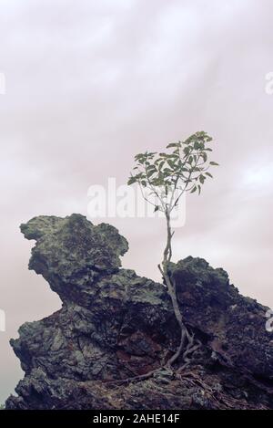 Einsamer Baum auf einem Felsen am Strand von Phuket, Thailand wächst. Stockfoto