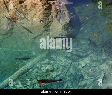 Forellen schwimmen in kristallklaren Bergsee Blausee in Schweizer Berner Oberland Stockfoto