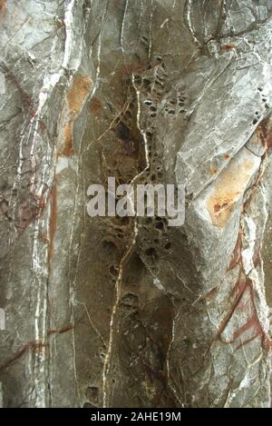 Poröses Gestein mit Quarzadern erodiert. Textur Detail Nahaufnahme. Stockfoto