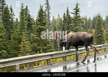 Ein Bull Moose kreuzt die Sterling Highway mit wenig Rücksicht auf den Gegenverkehr an einem regnerischen Tag außerhalb Homer, Alaska. Stockfoto