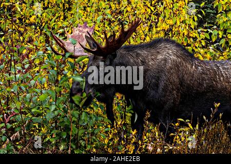 Ein Elch im bunten Herbstlaub in Homer, Alaska. Stockfoto