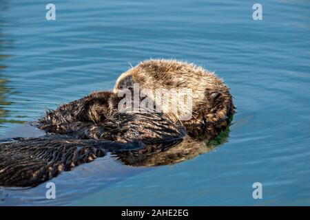 Eine nördliche Sea Otter schwebt schlafend in der Kachemak Bucht an der Stadt von Homer Port & Hafen Marina in Homer, Alaska. Stockfoto
