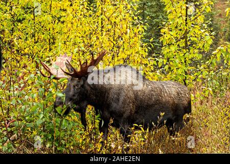 Ein Elch im bunten Herbstlaub in Homer, Alaska. Stockfoto