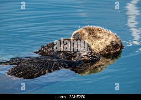 Eine nördliche Sea Otter schwebt schlafend in der Kachemak Bucht an der Stadt von Homer Port & Hafen Marina in Homer, Alaska. Stockfoto