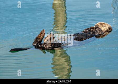 Eine nördliche Sea Otter schwebt schlafend in der Kachemak Bucht an der Stadt von Homer Port & Hafen Marina in Homer, Alaska. Stockfoto