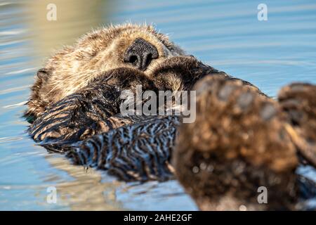 Eine nördliche Sea Otter schwebt schlafend in der Kachemak Bucht an der Stadt von Homer Port & Hafen Marina in Homer, Alaska. Stockfoto