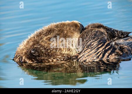 Eine nördliche Sea Otter schwebt schlafend in der Kachemak Bucht an der Stadt von Homer Port & Hafen Marina in Homer, Alaska. Stockfoto