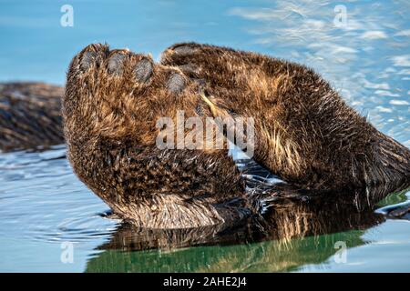 Der Dreh- und Wendeeinheit Füße einer nördlichen Sea Otter, wie es schwebt in die Kachemak Bucht an der Stadt von Homer Port & Hafen Marina in Homer, Alaska. Stockfoto